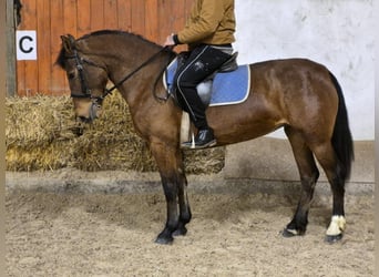 Más ponis/caballos pequeños, Yegua, 6 años, 148 cm, Castaño