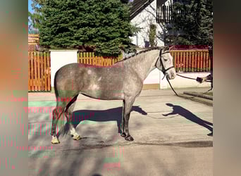Más ponis/caballos pequeños, Yegua, 6 años, 148 cm, Tordo rodado