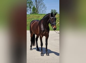 Más ponis/caballos pequeños, Yegua, 6 años, 149 cm, Castaño