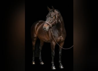 Más ponis/caballos pequeños, Yegua, 6 años, 149 cm, Castaño