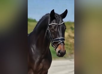 Más ponis/caballos pequeños, Yegua, 6 años, 149 cm, Castaño