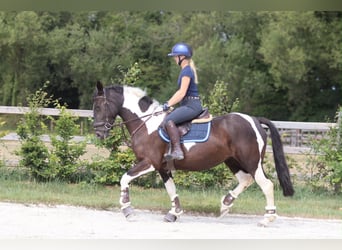 Más ponis/caballos pequeños, Yegua, 6 años, 150 cm, Pío