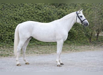 Más ponis/caballos pequeños, Yegua, 6 años, 151 cm, Tordo