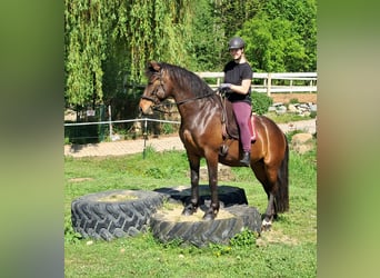 Más ponis/caballos pequeños, Yegua, 6 años, 154 cm, Castaño