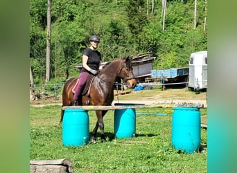 Más ponis/caballos pequeños, Yegua, 6 años, 154 cm, Castaño