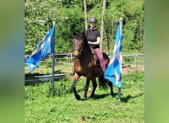 Más ponis/caballos pequeños, Yegua, 6 años, 154 cm, Castaño