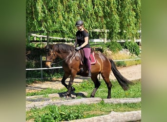 Más ponis/caballos pequeños, Yegua, 6 años, 154 cm, Castaño