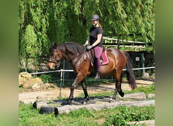 Más ponis/caballos pequeños, Yegua, 6 años, 154 cm, Castaño