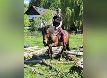 Más ponis/caballos pequeños, Yegua, 6 años, 154 cm, Castaño