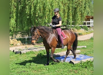 Más ponis/caballos pequeños, Yegua, 6 años, 154 cm, Castaño