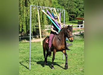 Más ponis/caballos pequeños, Yegua, 6 años, 154 cm, Castaño