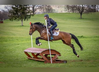 Más ponis/caballos pequeños, Yegua, 6 años, 155 cm, Castaño rojizo