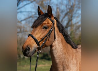 Más ponis/caballos pequeños, Yegua, 6 años, 155 cm, Ruano alazán