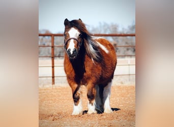Más ponis/caballos pequeños, Yegua, 6 años, 81 cm, Pío