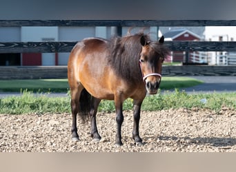 Más ponis/caballos pequeños, Yegua, 6 años, 84 cm, Castaño rojizo
