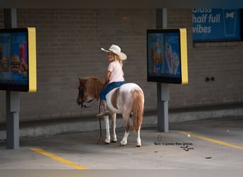 Más ponis/caballos pequeños, Yegua, 6 años, 91 cm, Castaño-ruano