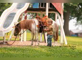 Más ponis/caballos pequeños, Yegua, 6 años, 91 cm, Castaño-ruano