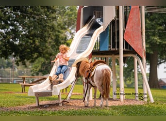 Más ponis/caballos pequeños, Yegua, 6 años, 91 cm, Castaño-ruano