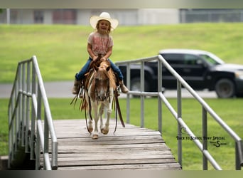 Más ponis/caballos pequeños, Yegua, 6 años, 91 cm, Castaño-ruano