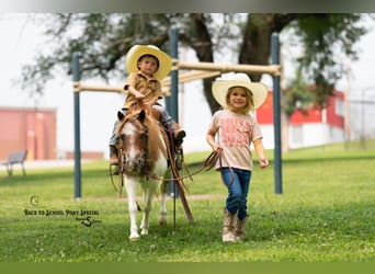 Más ponis/caballos pequeños, Yegua, 6 años, 91 cm, Castaño-ruano