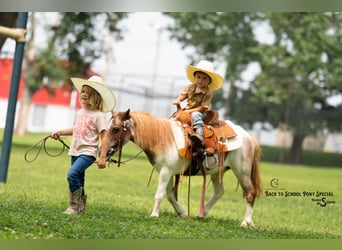 Más ponis/caballos pequeños, Yegua, 6 años, 91 cm, Castaño-ruano