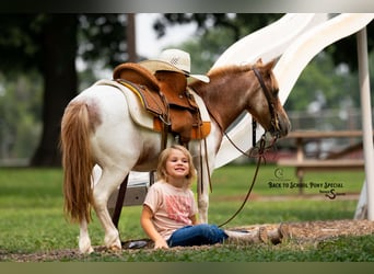 Más ponis/caballos pequeños, Yegua, 6 años, 91 cm, Castaño-ruano