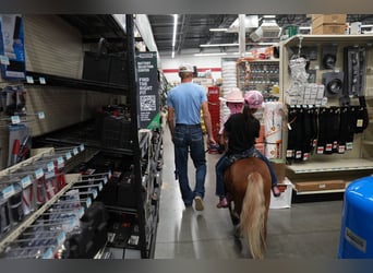 Más ponis/caballos pequeños, Yegua, 6 años, 91 cm, Palomino
