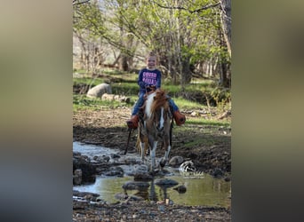 Más ponis/caballos pequeños, Yegua, 6 años, 97 cm, Tobiano-todas las-capas