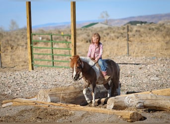 Más ponis/caballos pequeños, Yegua, 6 años, 97 cm, Tobiano-todas las-capas