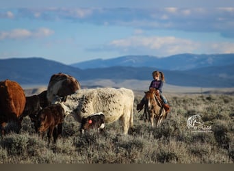 Más ponis/caballos pequeños, Yegua, 6 años, 97 cm, Tobiano-todas las-capas
