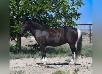 Más ponis/caballos pequeños, Yegua, 7 años, 117 cm, Pío