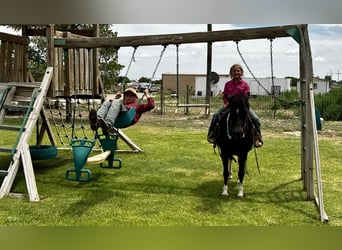 Más ponis/caballos pequeños, Yegua, 7 años, 117 cm, Pío
