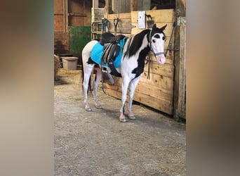 Más ponis/caballos pequeños, Yegua, 7 años, 117 cm, Pío