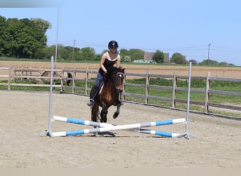 Más ponis/caballos pequeños, Yegua, 7 años, 121 cm, Castaño