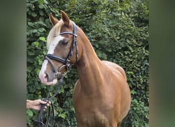 Más ponis/caballos pequeños, Yegua, 7 años, 138 cm, Alazán