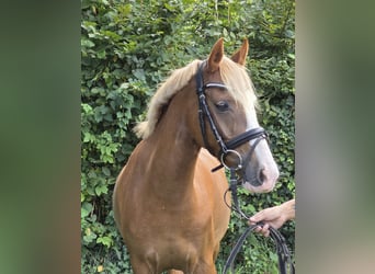 Más ponis/caballos pequeños, Yegua, 7 años, 138 cm, Alazán