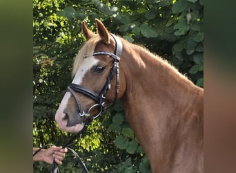 Más ponis/caballos pequeños, Yegua, 7 años, 138 cm, Alazán