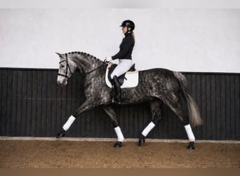 Más ponis/caballos pequeños, Yegua, 7 años, 140 cm, Tordo