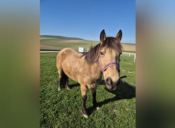 Más ponis/caballos pequeños Mestizo, Yegua, 7 años, 141 cm, Bayo