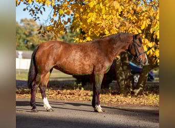 Más ponis/caballos pequeños, Yegua, 7 años, 144 cm, Castaño