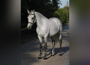 Más ponis/caballos pequeños, Yegua, 7 años, 144 cm, Tordo