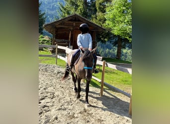 Más ponis/caballos pequeños, Yegua, 7 años, 145 cm, Bayo