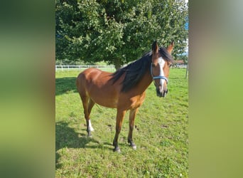 Más ponis/caballos pequeños Mestizo, Yegua, 7 años, 145 cm, Castaño