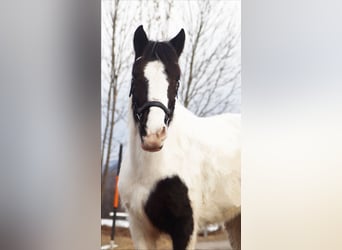 Más ponis/caballos pequeños, Yegua, 7 años, 145 cm, Pío