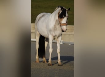 Más ponis/caballos pequeños, Yegua, 7 años, 146 cm, Pío