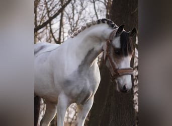 Más ponis/caballos pequeños, Yegua, 7 años, 146 cm, Pío