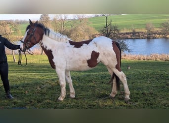 Más ponis/caballos pequeños, Yegua, 7 años, 146 cm, Pío