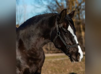 Más ponis/caballos pequeños, Yegua, 7 años, 147 cm, Negro