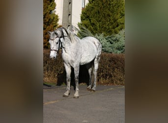 Más ponis/caballos pequeños, Yegua, 7 años, 147 cm, Tordo