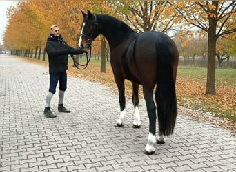 Más ponis/caballos pequeños, Yegua, 7 años, 148 cm, Castaño